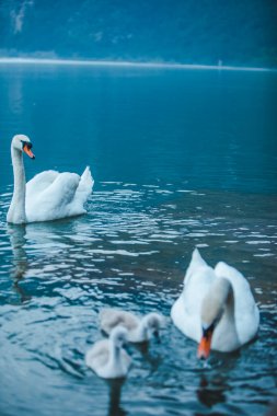 Kuğular göl suyunda yakınlaşıyor.