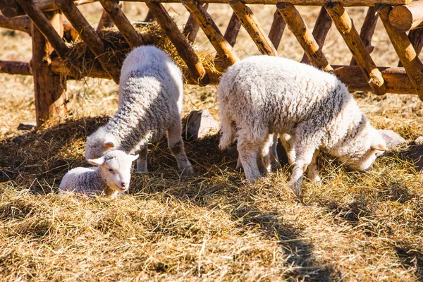 Ovejas en la granja comer heno —  Fotos de Stock