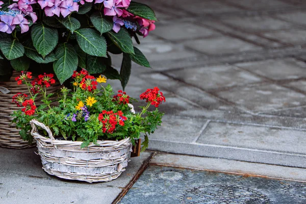 Blumen in Töpfen im Freien in der Nähe von Geschäft — Stockfoto