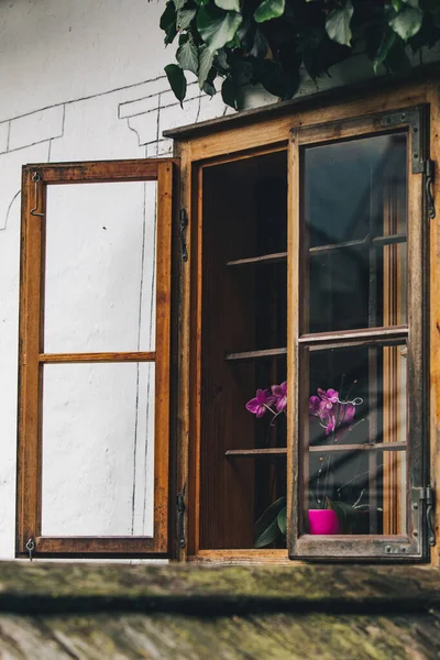 Blumen im Topf auf der Fensterbank — Stockfoto