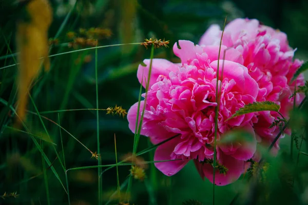 Rosa blomma närbild blommande tid — Stockfoto