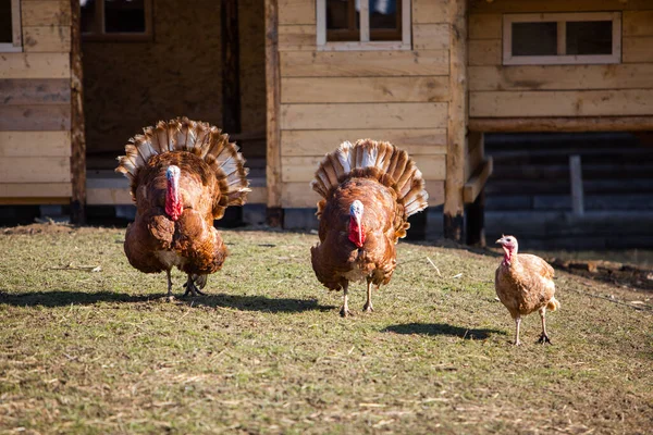 Tacchino uccelli a piedi in fattoria — Foto Stock