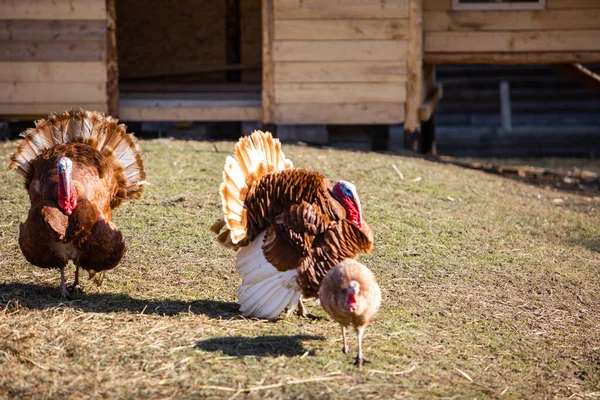 Turkey birds walking at farm — Stock Photo, Image