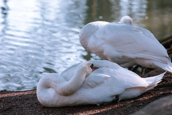 2羽の白鳥が湖畔で掃除をしています — ストック写真