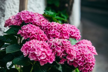 Pembe çiçek... Çiçek açma zamanı.