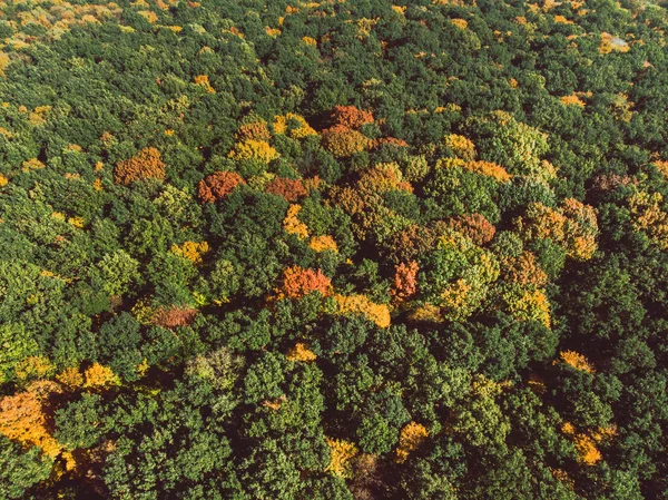 秋季森林的空中景观 — 图库照片