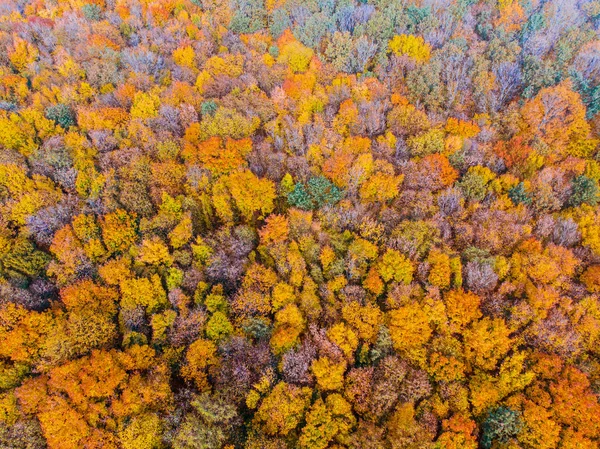 Vista aérea da floresta de outono — Fotografia de Stock