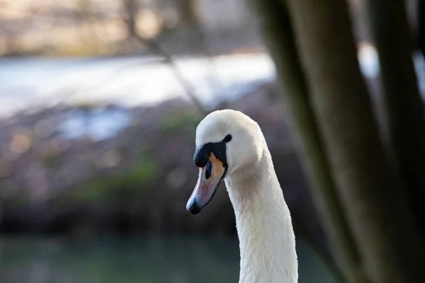 White swan portrait. wilde animals — Stock Photo, Image