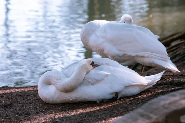 2羽の白鳥が湖畔で掃除をしています — ストック写真