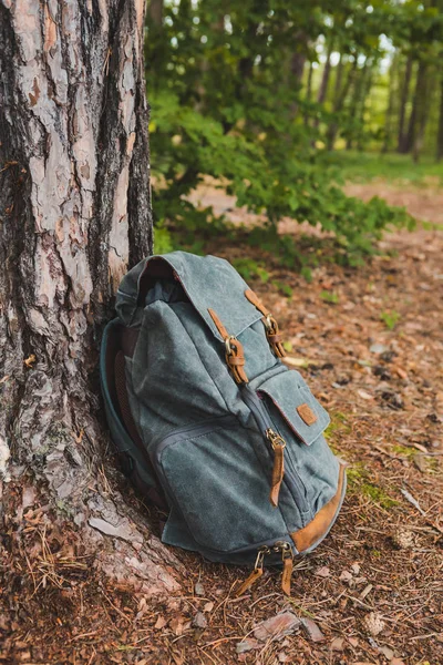Пішохідний рюкзак біля дерева в лісі — стокове фото