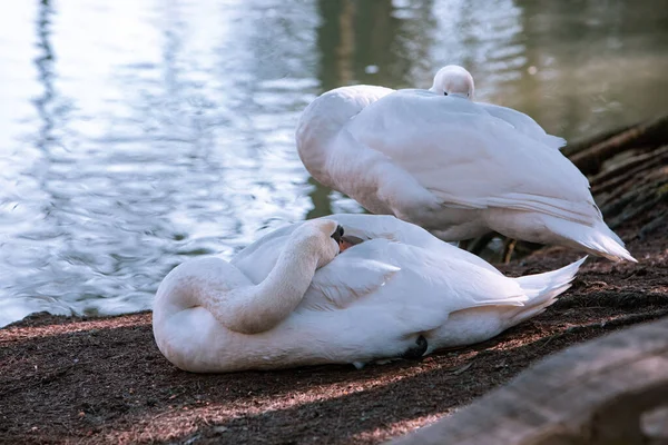 2羽の白鳥が湖畔で掃除をしています — ストック写真