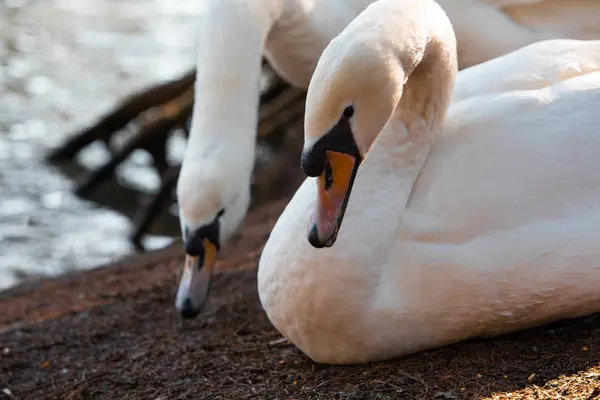 2羽の白鳥が湖畔で掃除をしています — ストック写真