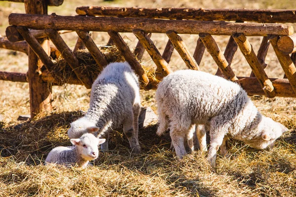 Ovejas Granja Comer Heno Día Soleado —  Fotos de Stock