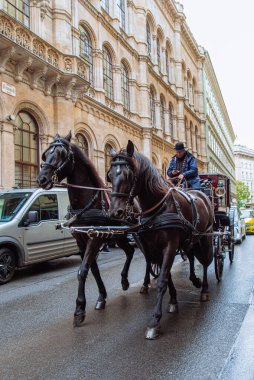 Viyana, Avusturya - 16 Mayıs 2019: Avrupa şehir caddesinde at antrenörü eğlencesi. seyahat turizmi
