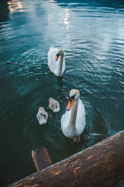 Swans Family Lake Water Close Love Care — Stock Photo, Image