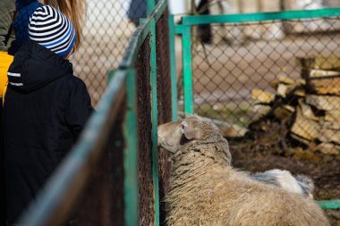 Küçük çocuk çitlerin ardından hayvanat bahçesinde keçiyi besliyor.