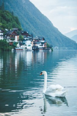 Hallstatt Gölü 'nde kuğular fotokopi alanında