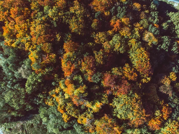 Vista Aérea Floresta Outono Com Folhas Amarelas Árvores — Fotografia de Stock