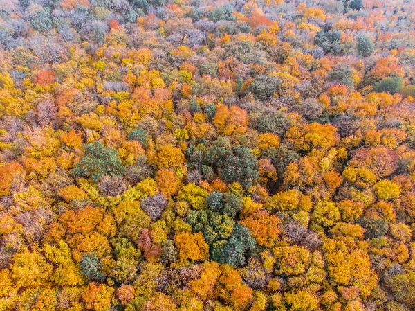Vista Aérea Floresta Outono Com Folhas Amarelas Árvores — Fotografia de Stock