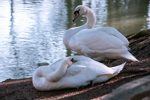 Two Swans Cleaning Them Selves Lakeshore Wild Life — Stock Photo, Image
