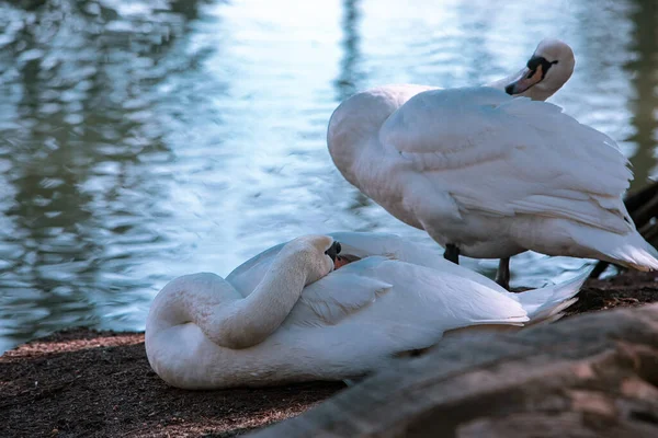 2羽の白鳥が湖畔で自分で掃除してる野生生物 — ストック写真
