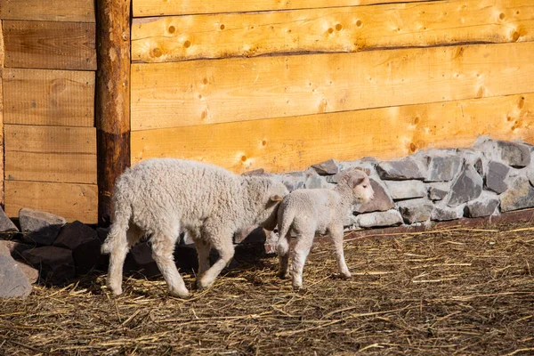 Får Gården Äter Solig Dag — Stockfoto