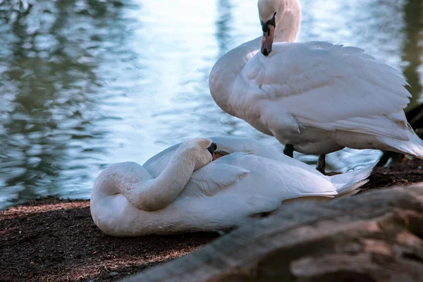 Two Swans Cleaning Them Selves Lakeshore Wild Life — Stock Photo, Image