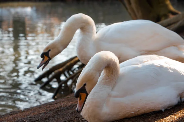 2羽の白鳥が湖畔で自分で掃除してる野生生物 — ストック写真