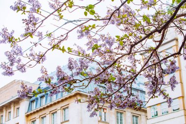 Şehrin caddesindeki kopyalama alanında çiçek açan mor leylak ağacı