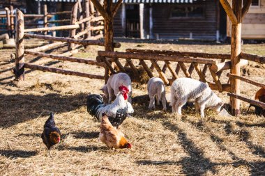 Hayvanat bahçesi çiftliğinde koyun ve tavuk. Hayvanları besle