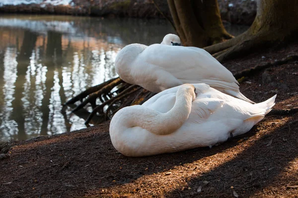 Two Swans Cleaning Them Selves Lakeshore Wild Life — Stock Photo, Image