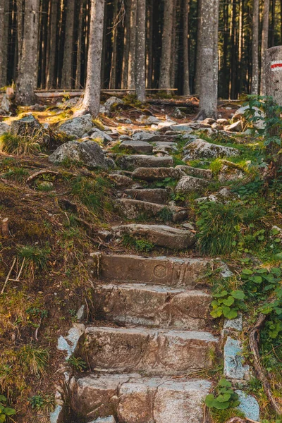 Вид Старі Кам Яні Сходи Ведуть Лісової Пішохідної Стежки — стокове фото