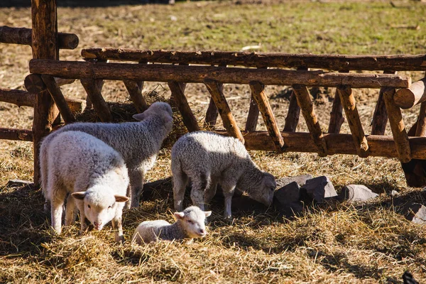 Ovejas Granja Comer Heno Día Soleado —  Fotos de Stock