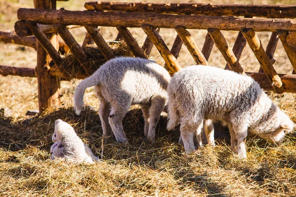 Ovejas Granja Comer Heno Día Soleado —  Fotos de Stock