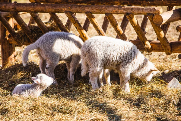 Ovejas Granja Comer Heno Día Soleado —  Fotos de Stock