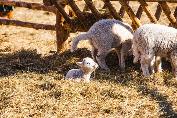 Ovejas Granja Comer Heno Día Soleado —  Fotos de Stock