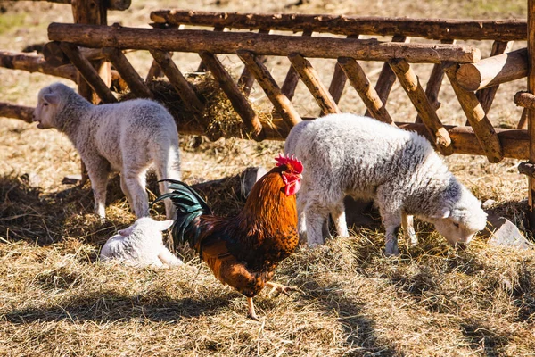 Ovejas Pollo Granja Del Zoológico Contacto Alimentación Animales —  Fotos de Stock