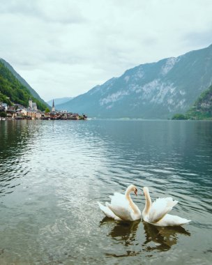 Arkadaki Avustralya Alp Dağları 'ndaki Hallstatt Gölü' nde sevimli iki kuğu.