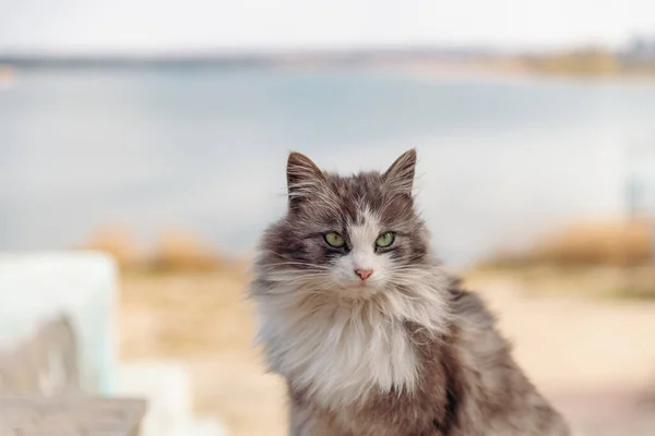 Portrait Beautiful White Grey Cat Outdoors Fluffy Animals — Stock Photo, Image