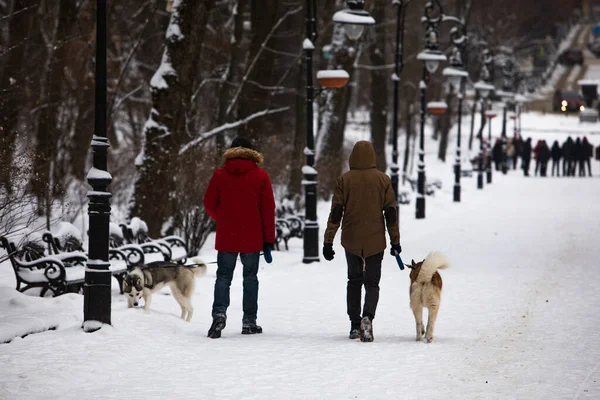 Dos Amigos Caminando Por Parque Ciudad Nevada Con Perros Husky — Foto de Stock