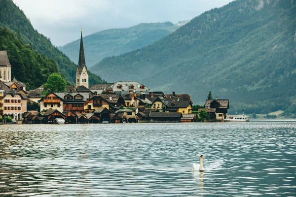 white swan swimming by lake hallstatt town at background austria summer time
