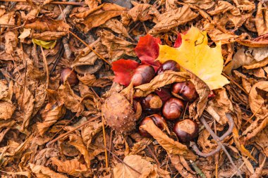 Kestaneler sarı yapraklarla tepeden bakıldığında