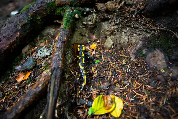 Amarelo Manchado Salamandra Floresta Perto — Fotografia de Stock