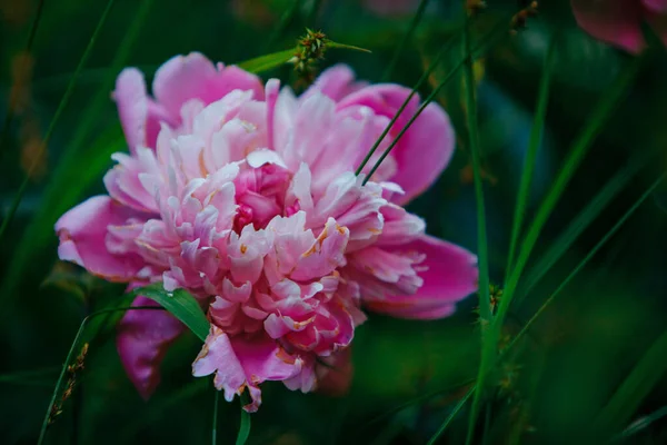 Rosa Blomma Närbild Blommande Tid Kopiera Utrymme — Stockfoto