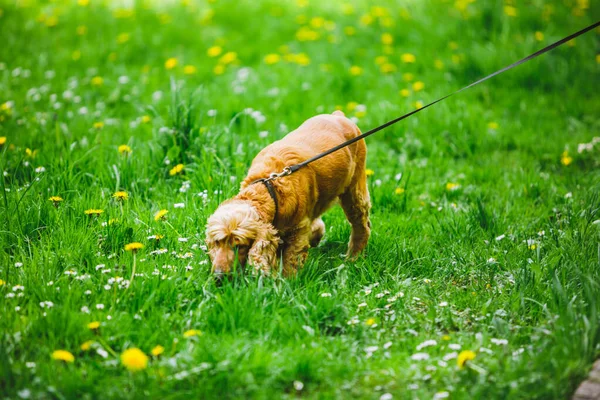 Widok Brązowy Cocker Spaniel Pies Spacery Zielonej Trawie Kopiuj Przestrzeń — Zdjęcie stockowe