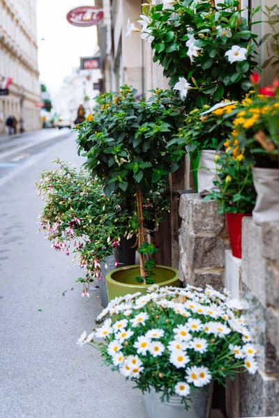 Blumen Töpfen Freien Der Nähe Von Geschäft Kopieren Raum Frühling — Stockfoto