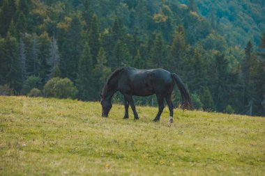 Dağlarda ot yiyen siyah at fotokopi alanı