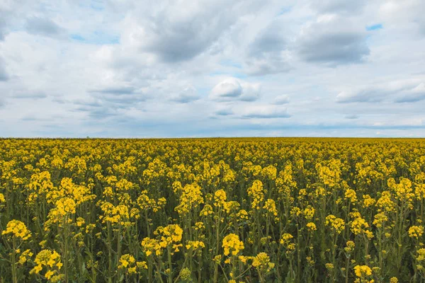 Beautiful View Farm Rapeseed Field Copy Space Overcast Weather — Stock Photo, Image