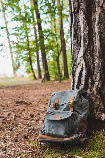 Escursionismo Zaino Vicino Albero Nel Concetto Escursionismo Foresta — Foto Stock