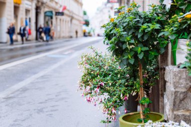 Dışardaki saksılarda çiçekler fotokopi alanı yakınlarındaki ilkbahar çiçekleri.